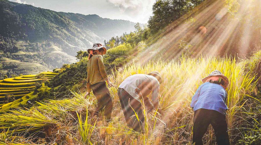 best rice fields in Vietnam