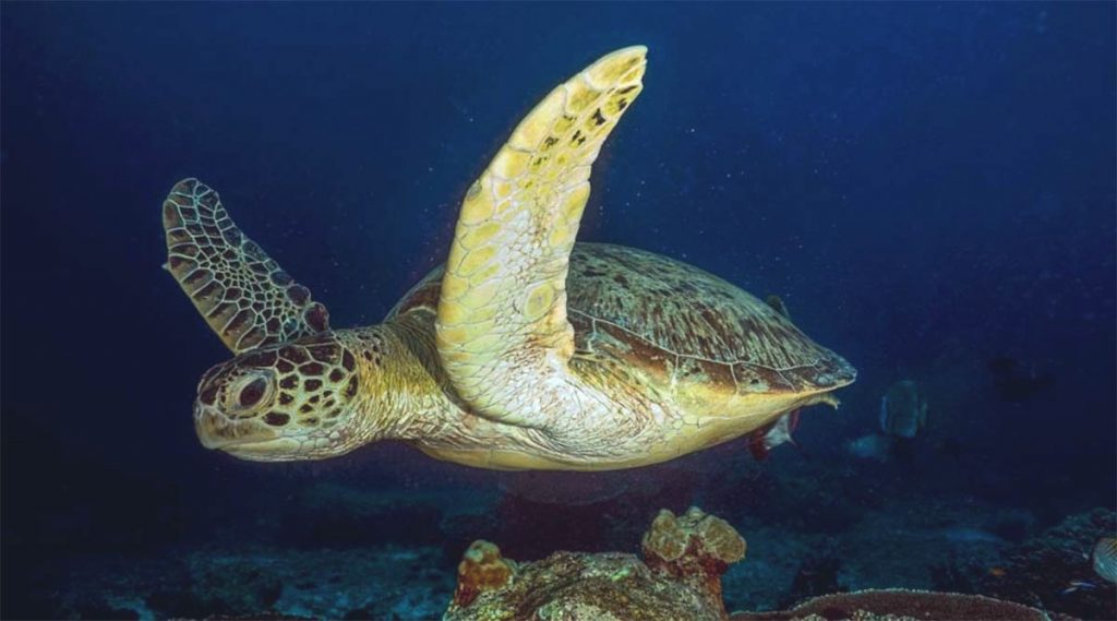 diving in Con Dao