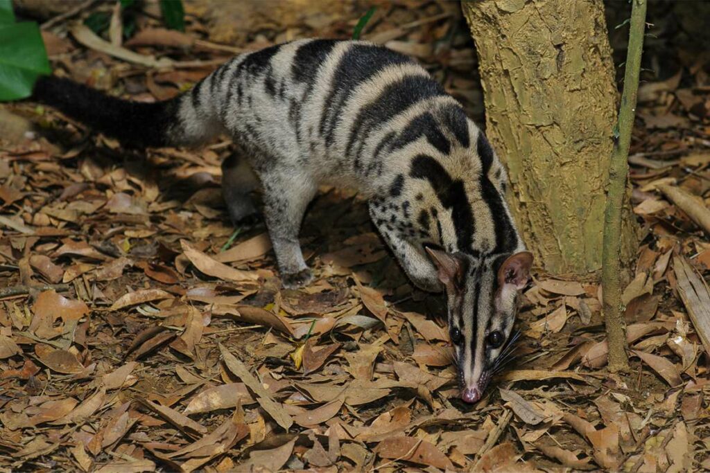 Endangered Primate Rescue Center in Ninh Binh