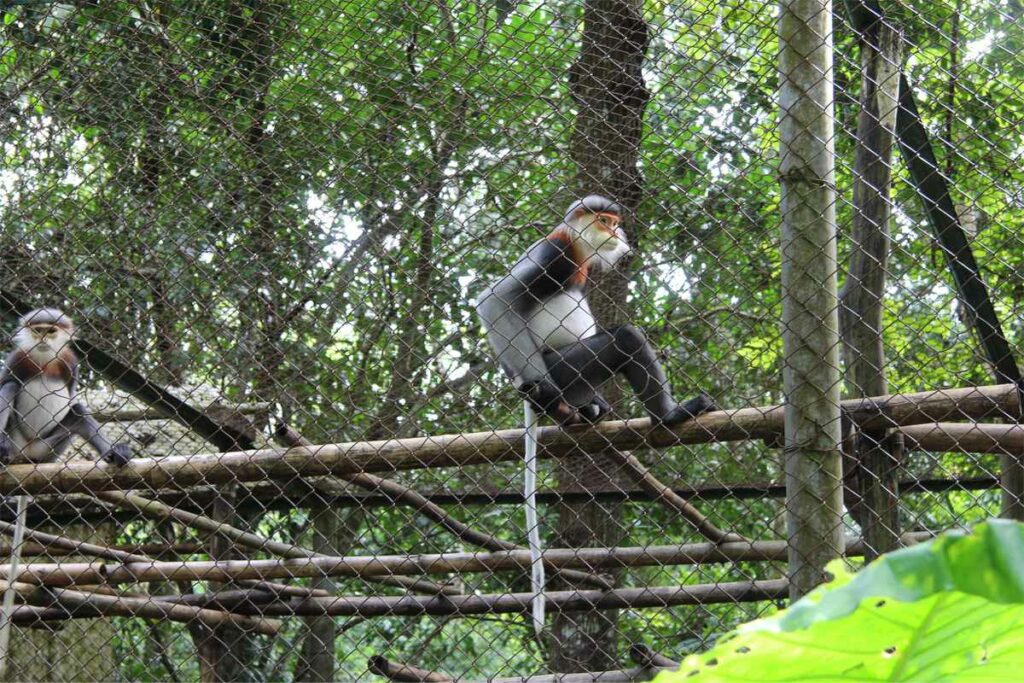 Endangered Primate Rescue Center