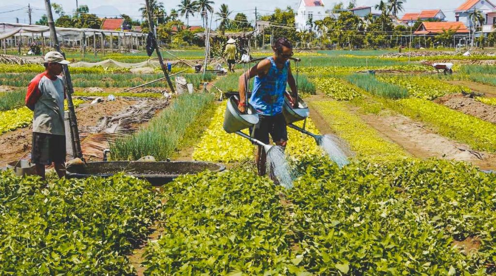 farm agriculture tour in Hoi An