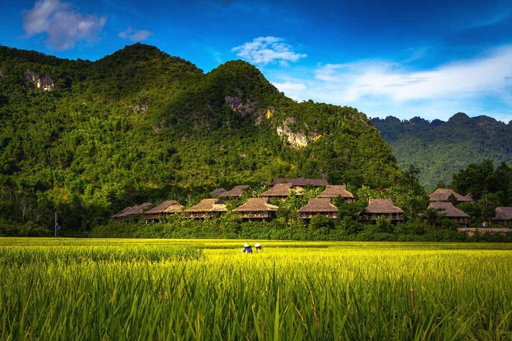 Green and yellow shaded rice field in Mai Chau Valley with on the background Mai Chau EcoLodge