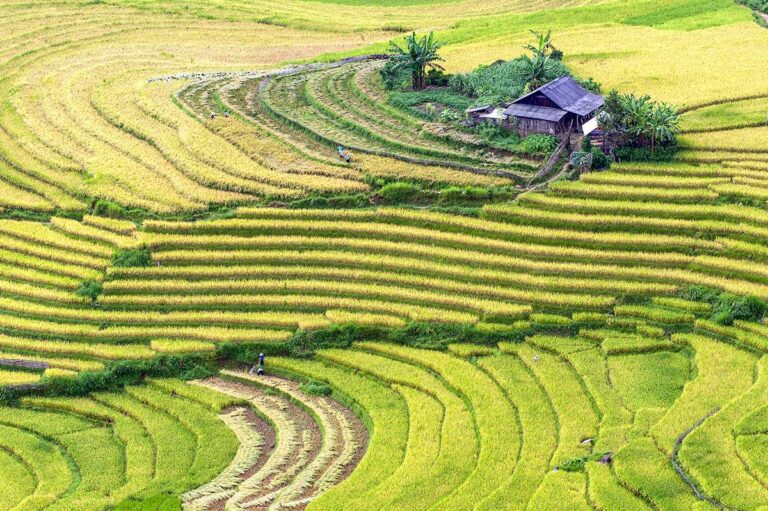 Sapa Rice Terraces in August: Vibrant green rice fields, nearing their golden peak, cascade down the hillsides of Sapa. Some fields have already been harvested, revealing the intricate patterns of the terraces.