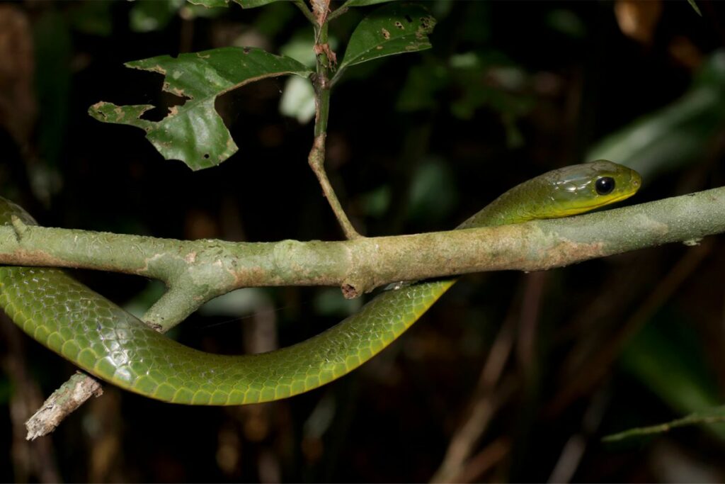 snake in  Cuc Phuong National Park