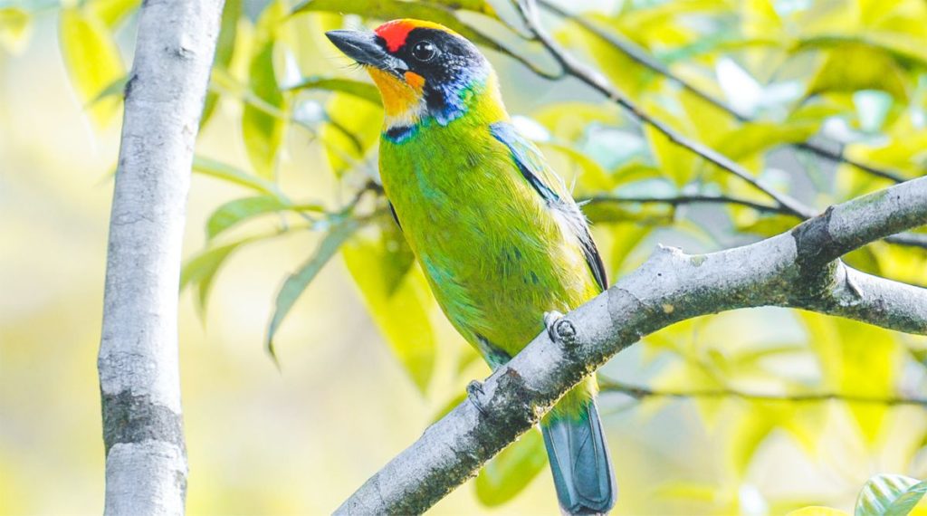 Bird at Bach Ma National Park