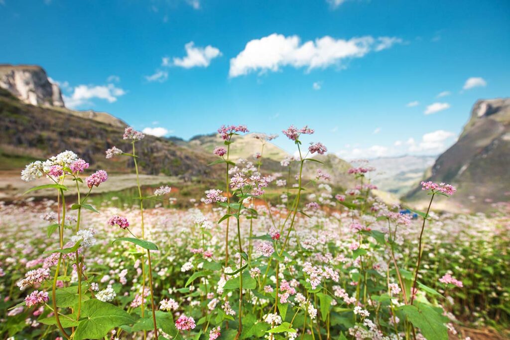 Buckwheat flowers in Ha Giang during November (autumn time)