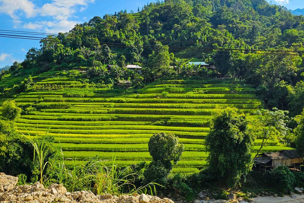 Green terraced rice fields seen in August, the summer in Ha Giang, 