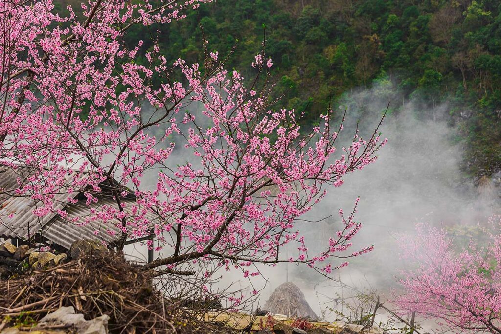 Pink blossom of peach trees in February, winter in Ha Giang