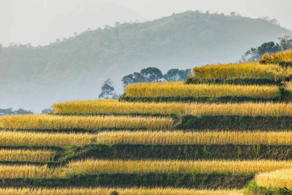 Hoang Su Phi harvest season