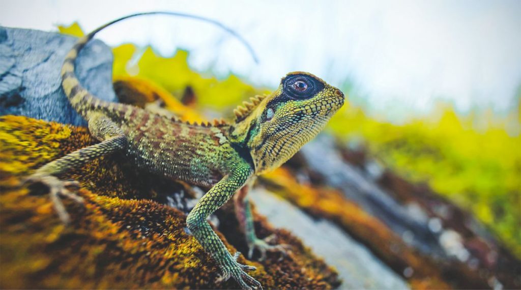 reptile animals in Bach Ma