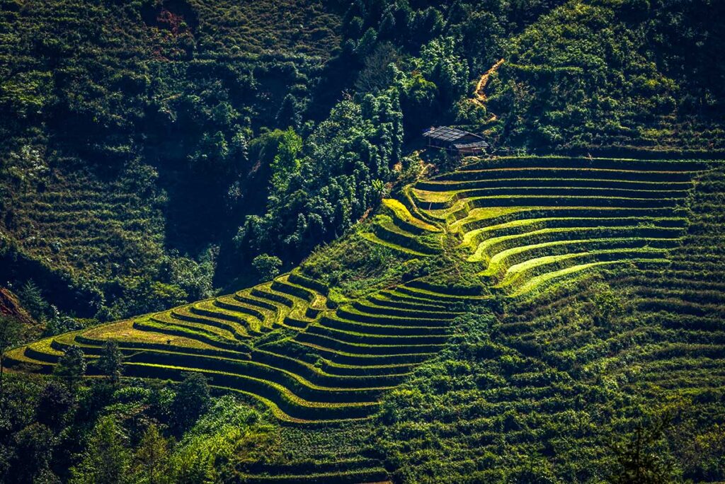 Terraced rice fields along the Ha Giang Loop