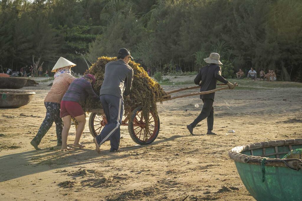 Local fishermen on Tam Hai Island push a cart full of freshly collected seaweed across the sand at sunrise, showing daily coastal life in Quang Nam Province.