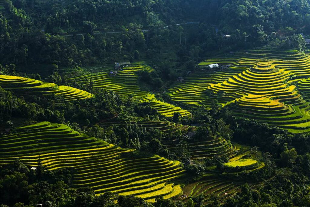 Thong Nguyen in Hoang Su Phi