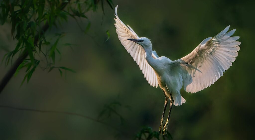 Thung Nham Bird Garden