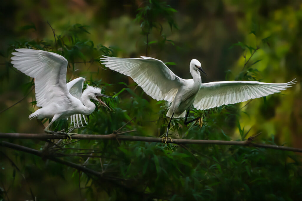 Thung Nham Bird Garden