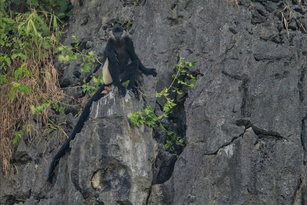 langur monkey in Van Long nature reserve