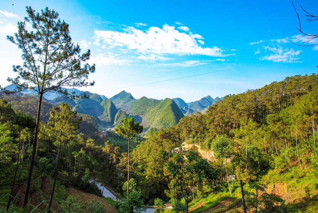 A view of the Yen Minh Pine Forest along the route of the Ha Giang Loop