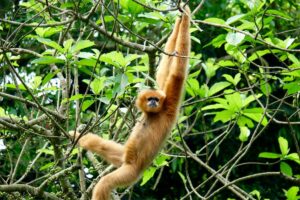 Gibbon in Cuc Phuong national park