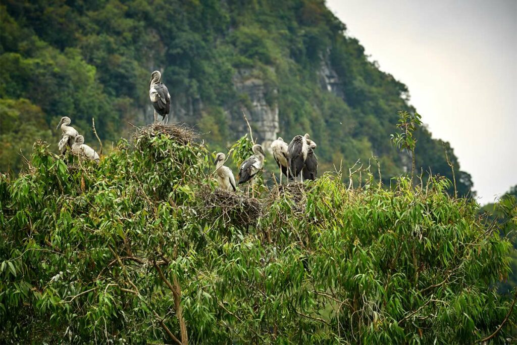 Thung Nham bird garden