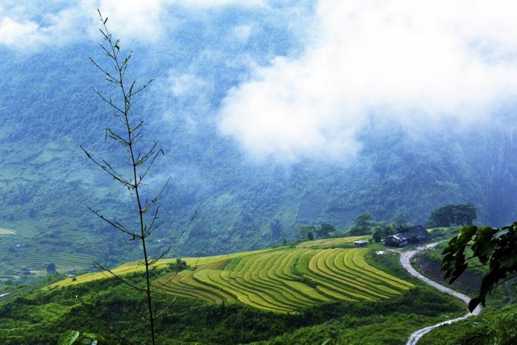 Ban Ho Sapa rice fields