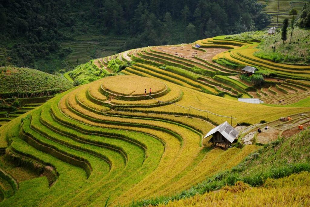 terraced rice fields of Mu Cang Chai