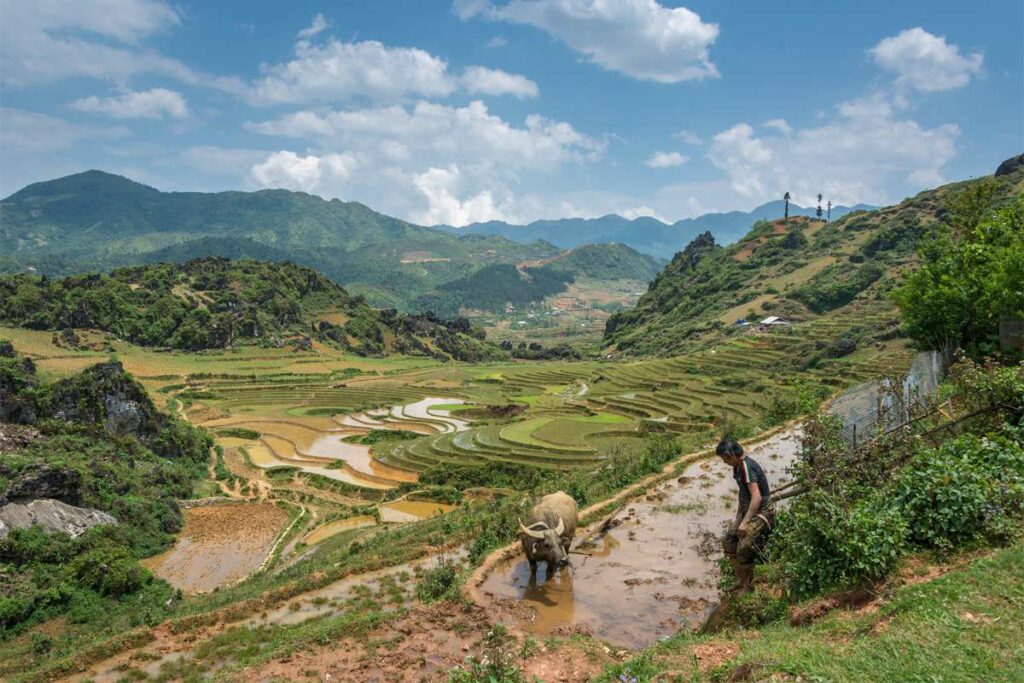 Rice fields around Ta Phin