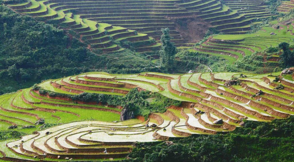 Sapa rice fields