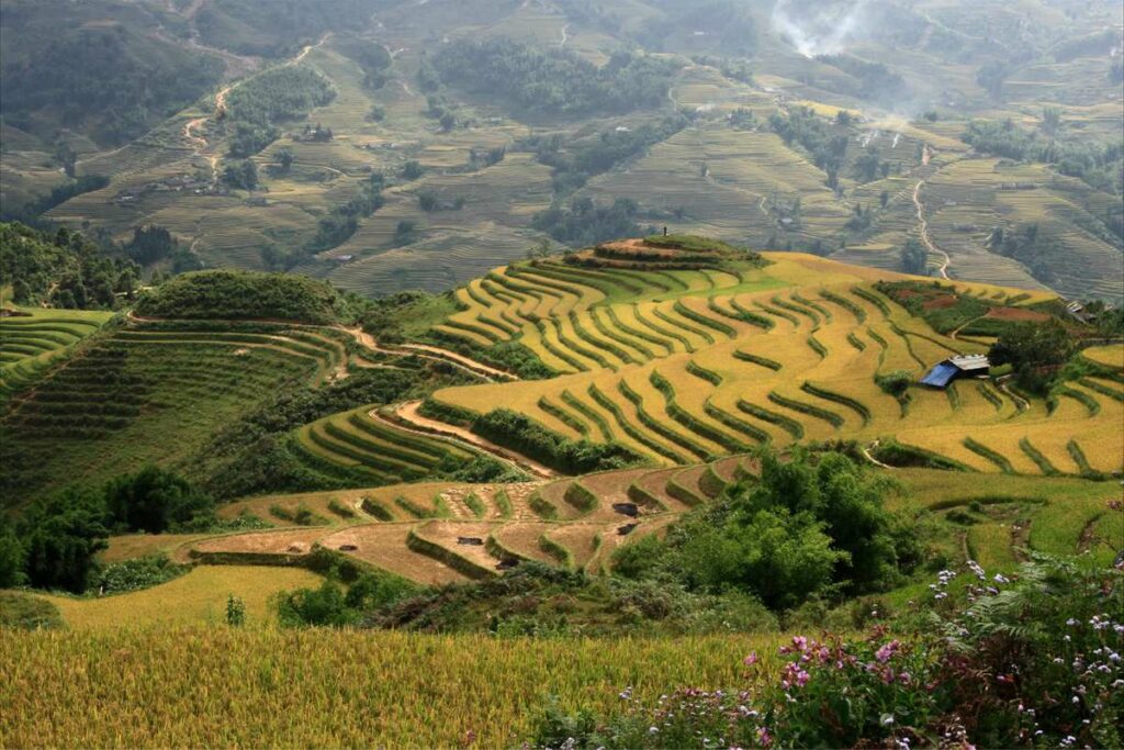 Ta Van rice fields