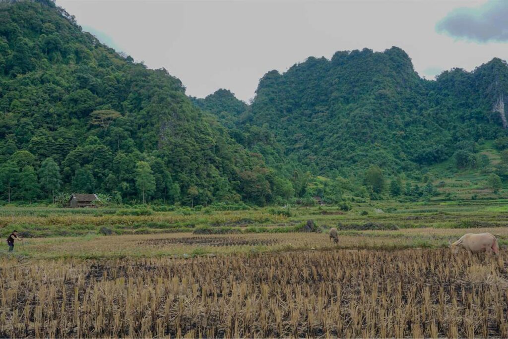 Tuyet Tinh Coc Cao BangBang