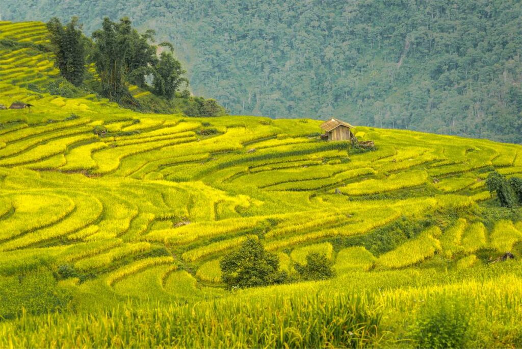 Y Ty rice fields