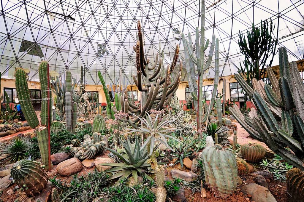 Cactus garden Ba Vi National Park