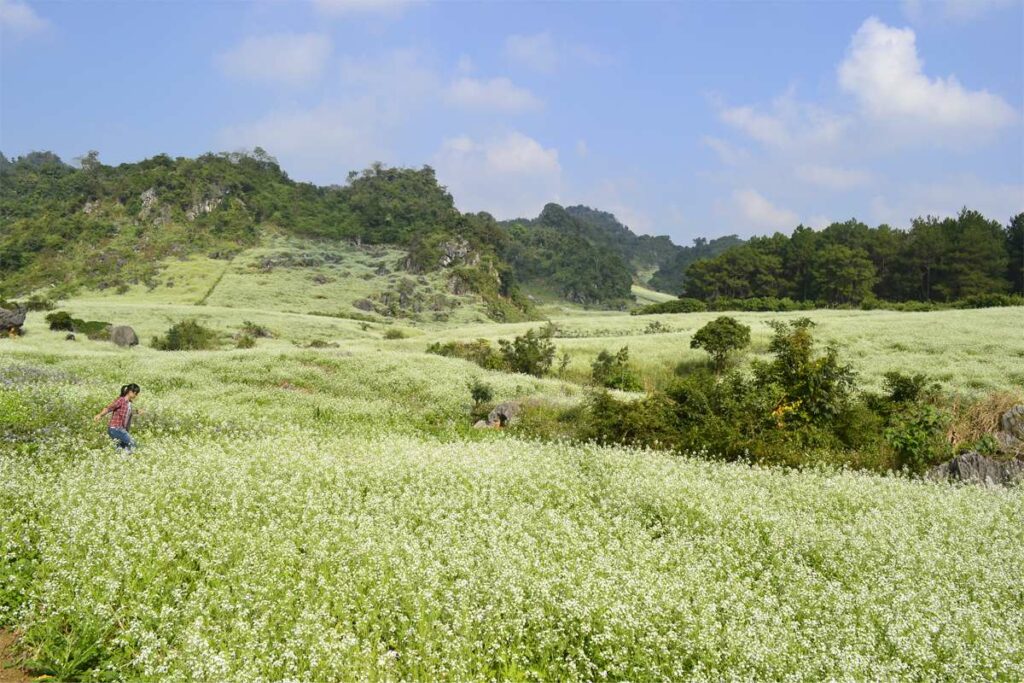 Moc Cha flower fields