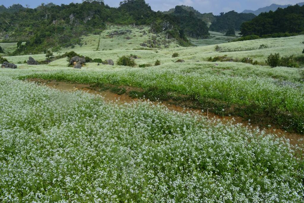 Moc Cha flower fields