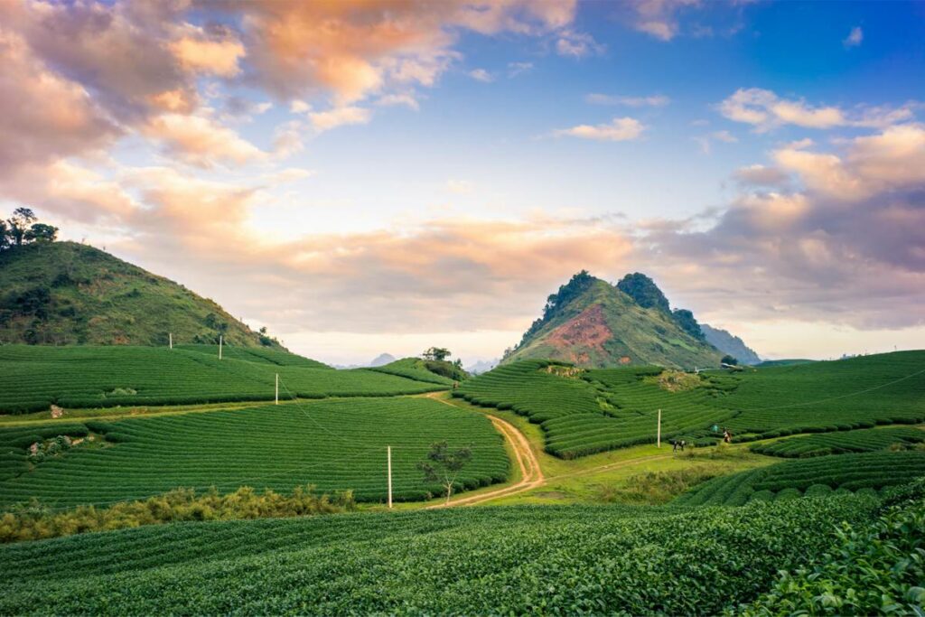 Moc Chau tea plantations