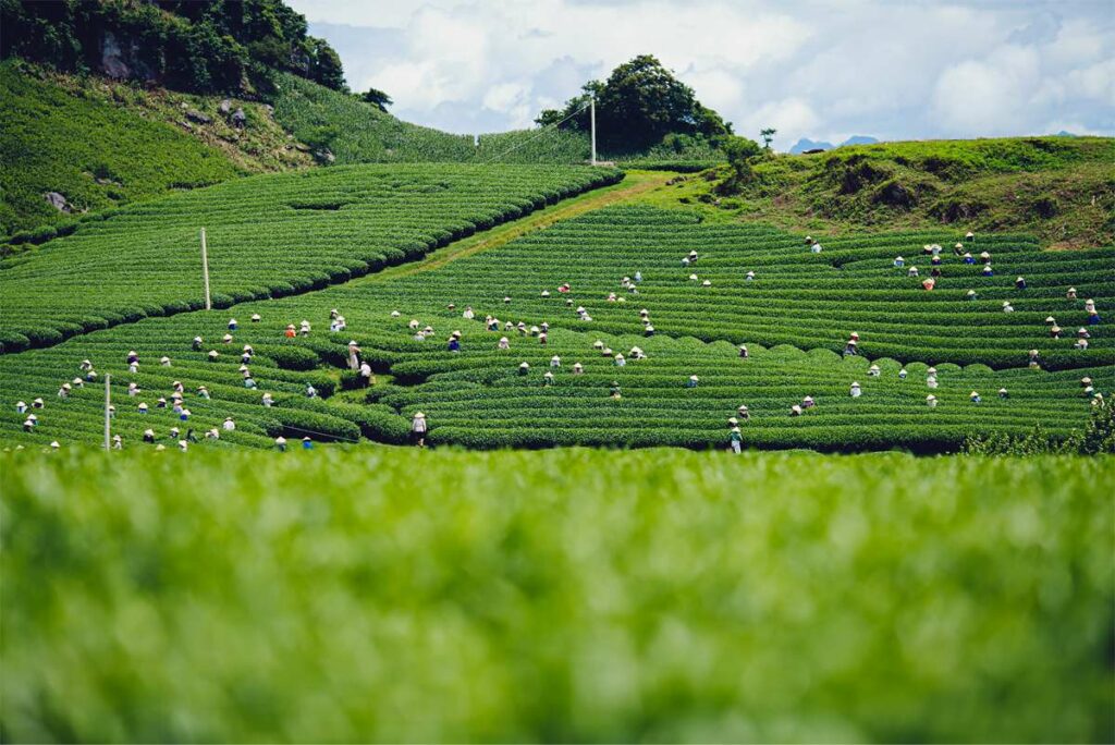 Moc Chau tea plantations