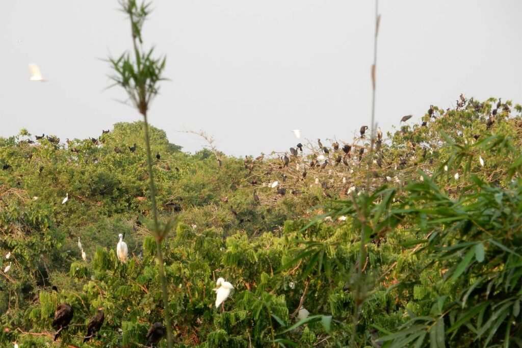 Bang Lang stork garden