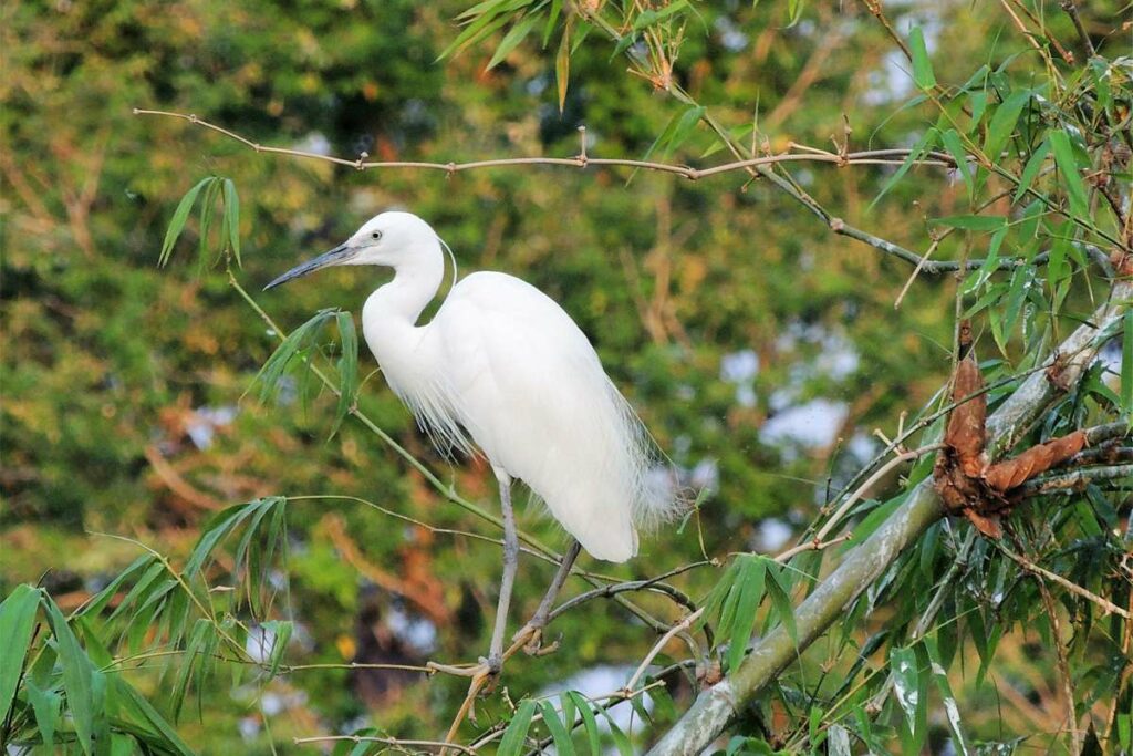 Bang Lang stork garden