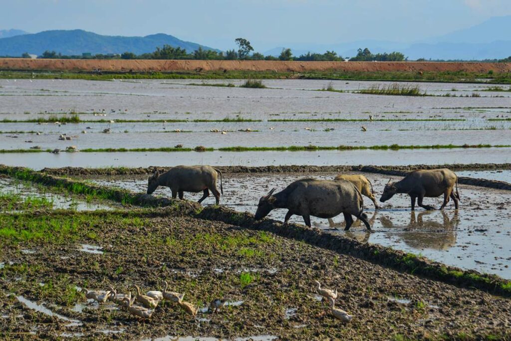 countryside Binh Dinh