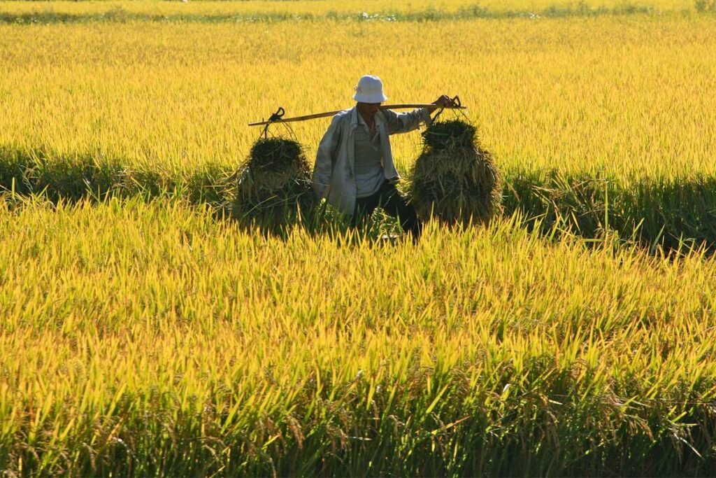 countryside Binh Dinh