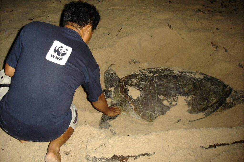 Con Dao turtles