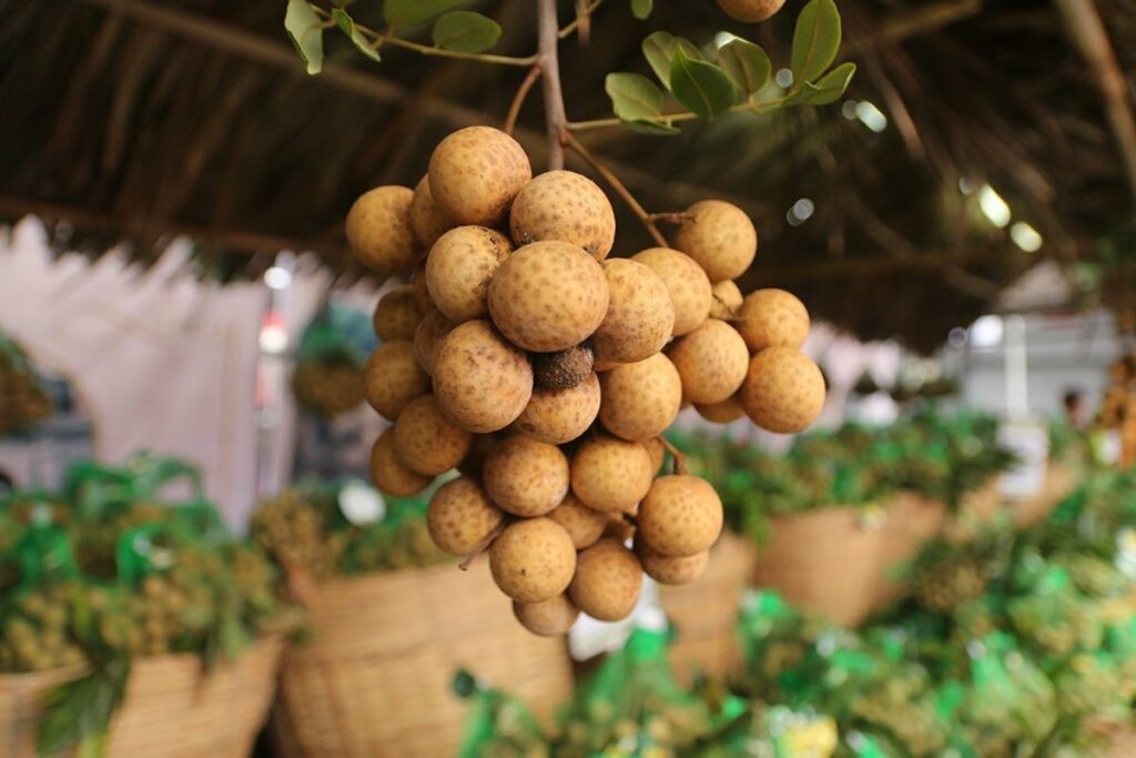 fruit picking Mekong Delta