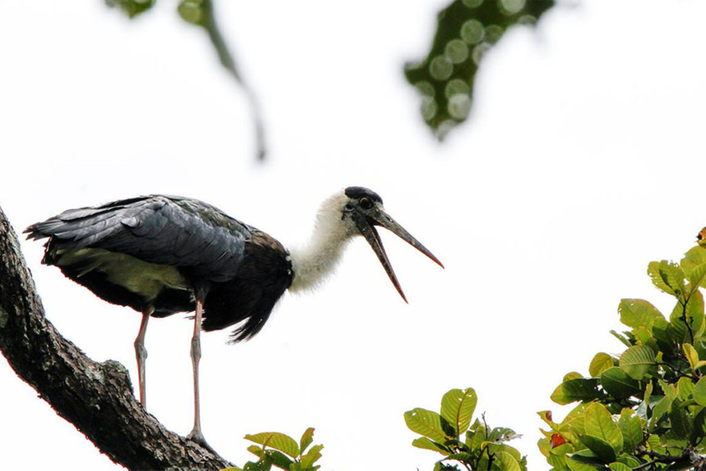 Bird watching in Yok Don