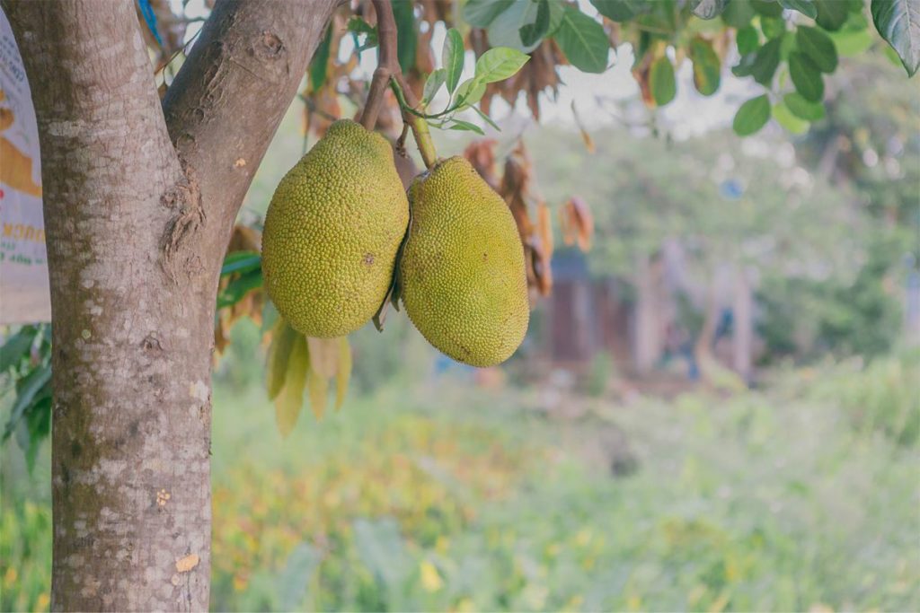 fruit orchard in An Bin Island in Vinh Long