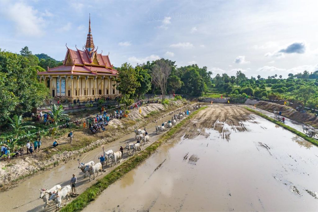 An Giang ox racing festival