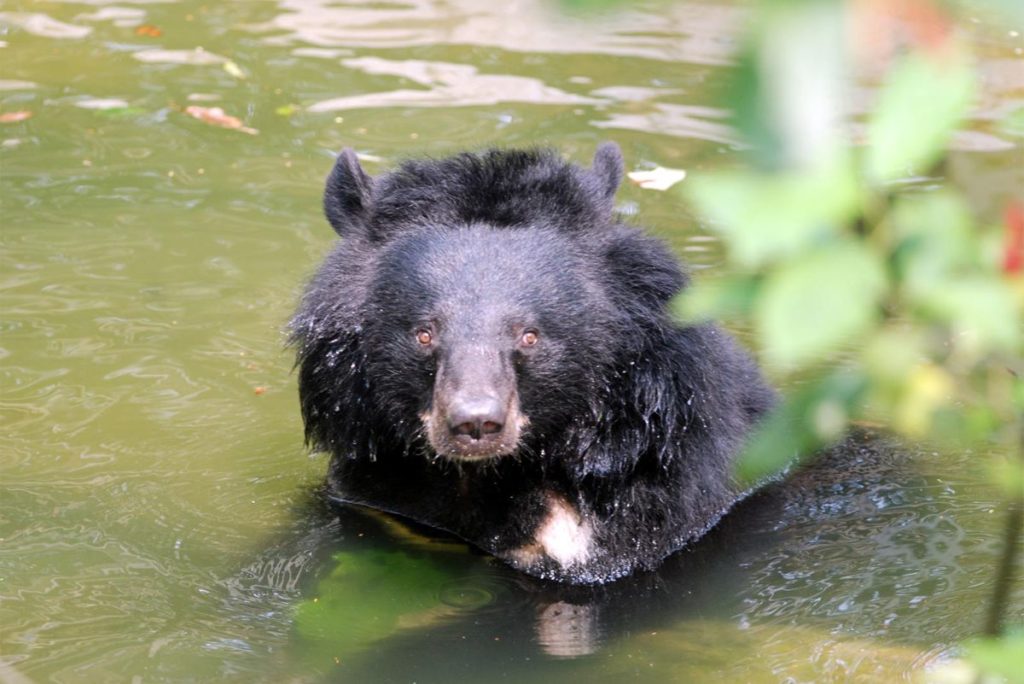 Bear Rescue Center at Cat Tien National Park