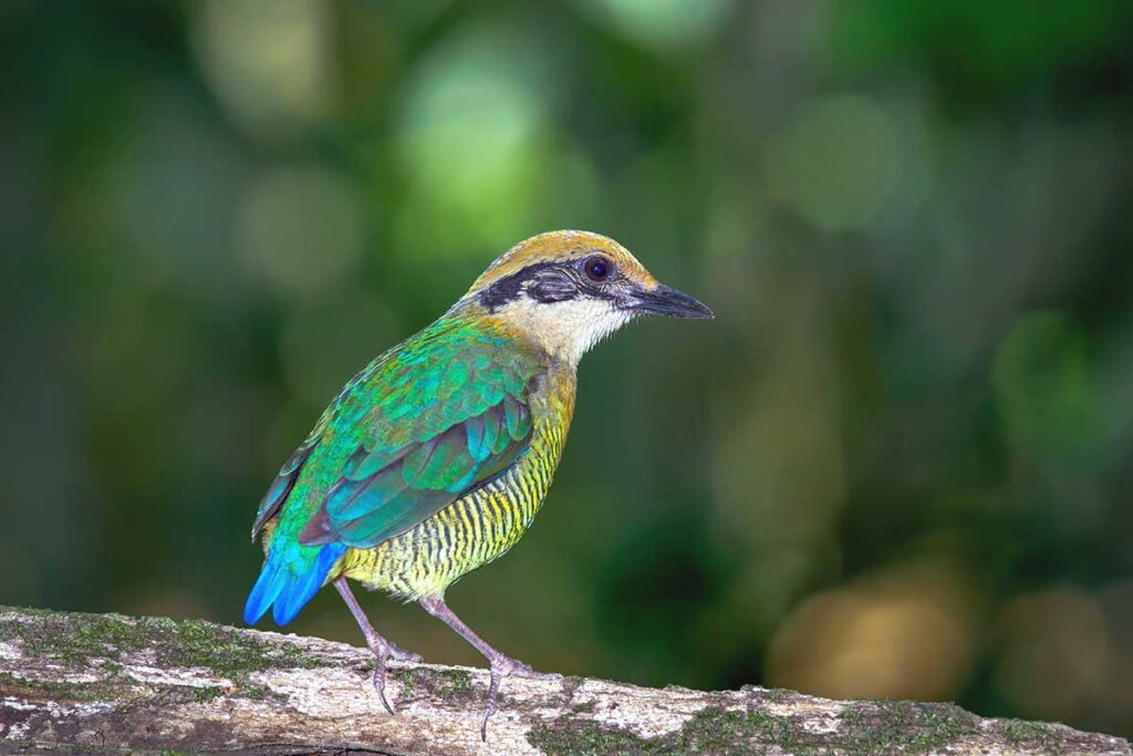 A vibrant bird resting on a branch, one of the many species found in the rich biodiversity of Cat Tien National Park.