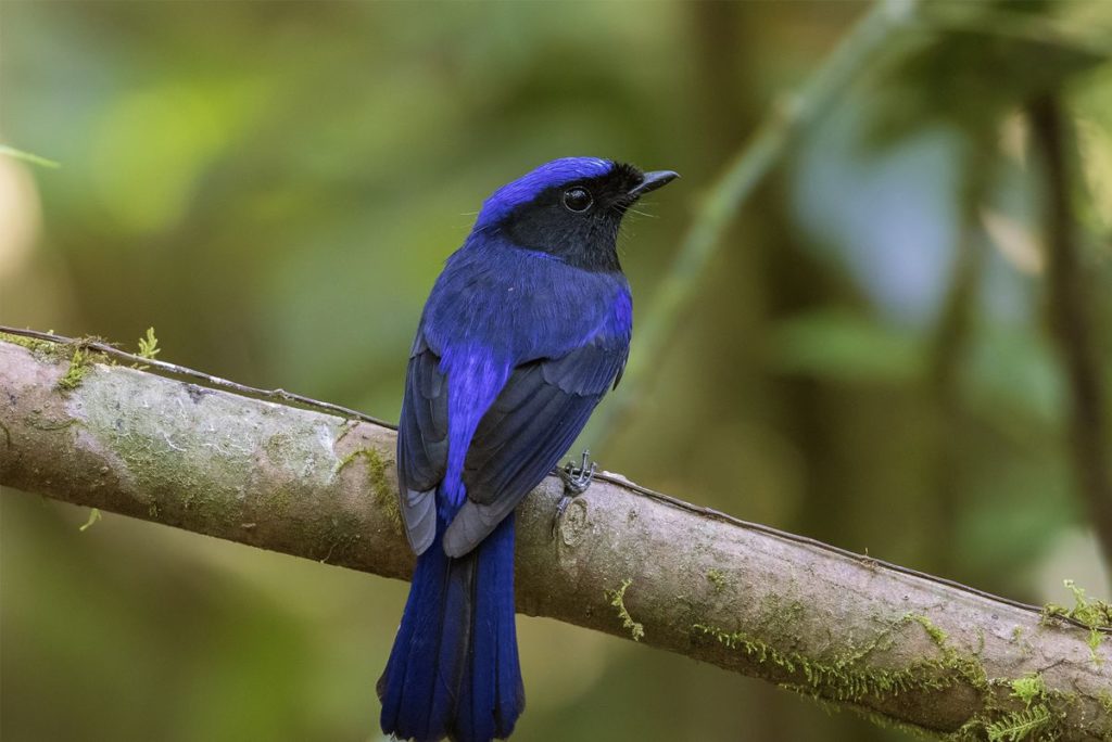 bird spotting in Bidoup National park