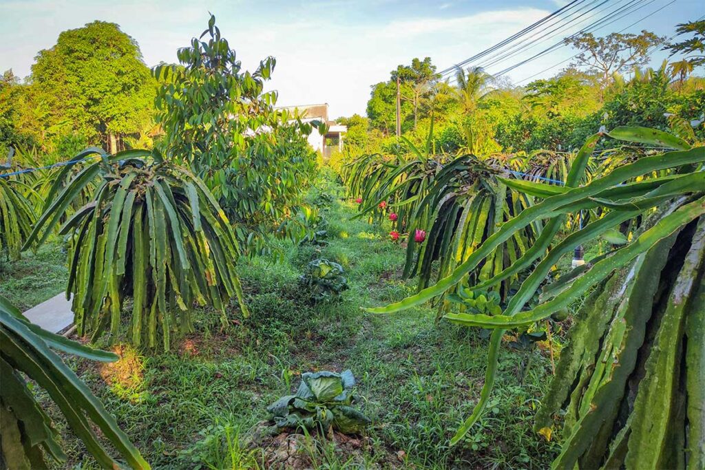 Dragon fruit orchard in Can Tho, Mekong Delta – Rows of dragon fruit trees with ripe red fruits growing in a lush green orchard under the morning sun.