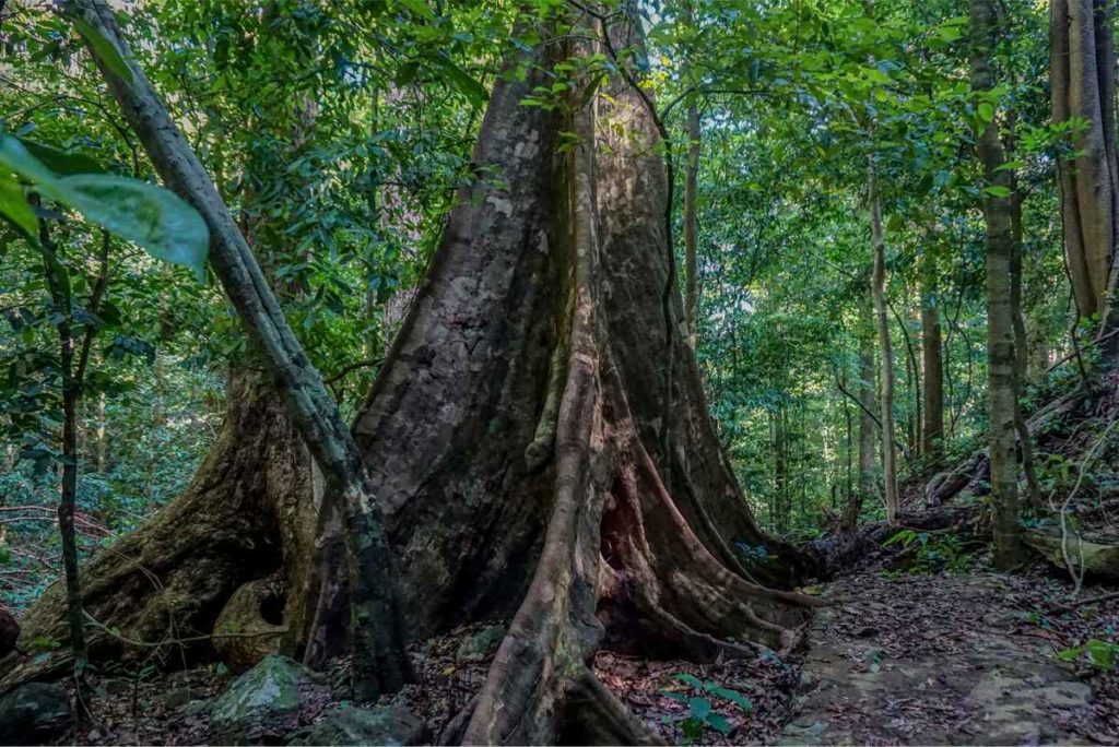 Chu Mon Ray National Park