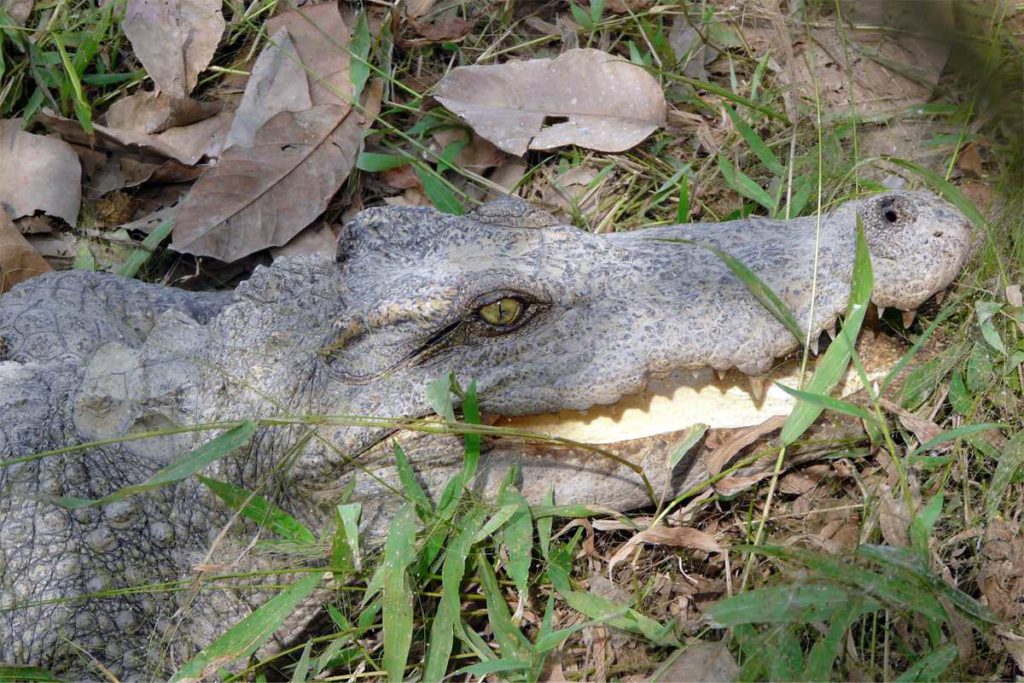 Crocodile Lake in Cat Tien national park